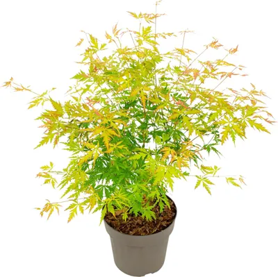 A potted Japanese Maple tree with green and yellow leaves against a white background.