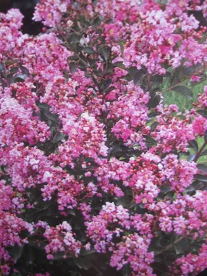 Produktbild von Lagerstroemia indica Hopi - Chinesische Kräuselmyrte - 40-60cm