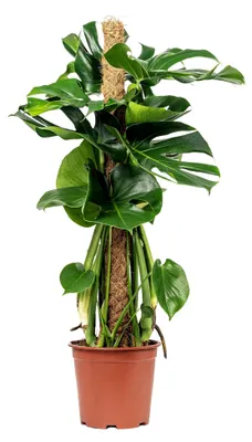 Produktbild von Fensterblatt am Moosstab - pflegeleichte Zimmerpflanze, Monstera deliciosa - Höhe ca. 80 cm, Topf-Ø 19 cm
