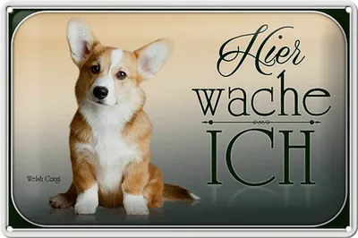 Produktbild von Blechschild Hund 30x20cm Chihuahua hier wache ich