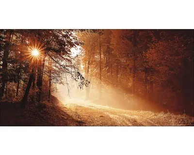 Produktbild von Giclée Leinwandbild Autumn Forest II 200x100 cm