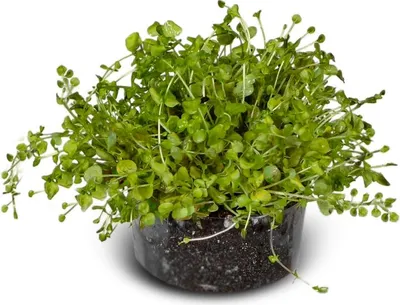 Zdjęcie produktu dla Eco Plant Micranthemum Umbrosum - roślina invitro 20 sztuk Eco Plant