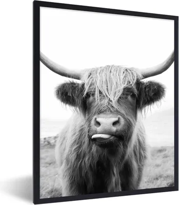 Produktbild von MuchoWow® Gerahmtes Poster Tiere - Schottischer Highlander - Kuh - Schwarz - Weiß 60x80 cm - Poster mit Schwarzem Bilderrahmen Wandposter Rahmen Foto Bilder - Premium - Wanddeko Wohnzimmer
