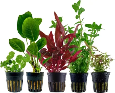 Produktbild von Pflanzen Set mit 5 Einsteiger Topf Aquarium Wasserpflanzen AquaOne Nr.219