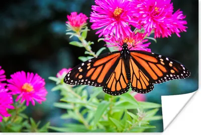 Produktbild von MuchoWow® Poster Schmetterling - Botanisch - Blume 90x60 cm - Schlafzimmer