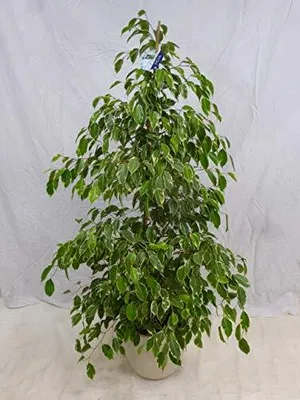 Produktbild von [Palmenlager] - XL Ficus benjamini "Golden King" 150 cm // Zimmerpflanze
