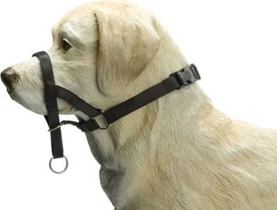 Produktbild von Beeztees Dog Control - Hundehalsband - schwarz - M-Special