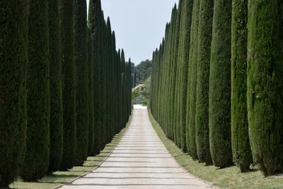 Immagine prodotto di Cupresso mediterraneo (Cupressus sempervirens), cipresso colonnare. Cipresso vero (altezza: 120-140 cm)