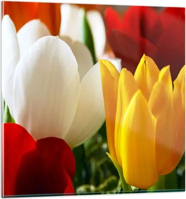 Produktbild von Bilder auf glas - Tulpen Vase Blumenstrauß - 60x60cm - Glasbilder - Wandbilder - Kunstdruck - zum Aufhängen bereit - Wanddekoration aus Glas - Glas Bilder - Wandbild auf Glas - GAC60x60-1366