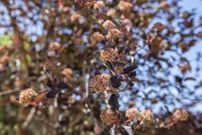 Produktbild von Physocarpus opulifolius, Blasenspiere, 60–100 cm