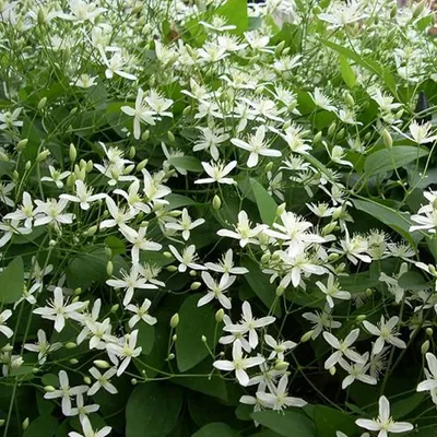 Obrázek produktu pro Clematis armandii  - Clematis armandii 'Snow Bells'  | 60-80 cm v kontejneru