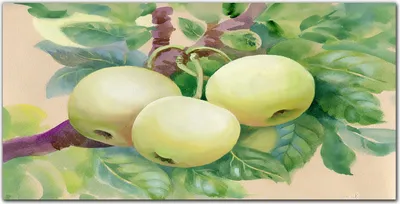 Produktbild von Coloray Bild aus Leinwand 140x70 Leinwand Dekoration - Früchte Apfel