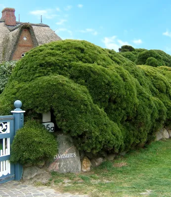 Produktbild von BALDUR Garten 1x Pinien-Hecke, Pflanze im 9x9 cm-Topf, Pinus mugo mughus, winterhart, pflegeleicht, Wasserbedarf gering, Kieferngewächs, Krummholz Kiefer, Bergkiefer, Latschenkiefer