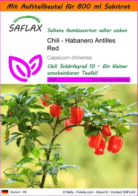 Produktbild von SAFLAX - Garden in the Bag - Chili - Habanero Antilles Red - 10 Samen - Mit Anzuchtsubstrat im praktischen, selbst aufstellenden Beutel - Capsicum chinense