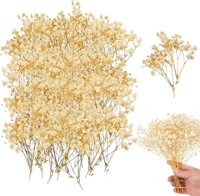 Produktbild von Gestabilisierte Gypsophila Blumen, 50 Stück, crèmekoloriert, für Hochzeitsdekorationen