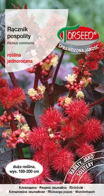 Zdjęcie produktu dla Nasiona Rącznik pospolity czerwonolistny 6g - Torseed