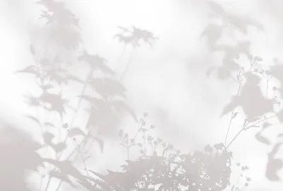 Produktbild von Tadessi Fototapete | Blumen | 4.00 m  x 2.70 m | Grau | Weiß | Wandbild | Digitaldruck