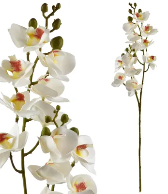 Produktbild von Kunstorchidee Kunststoff MONDEX Viridis 65 cm Grün 1 Stück