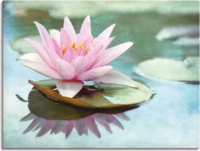 Produktbild von ARTland Leinwandbild Rosa Seerose Größe: 120x90 cm