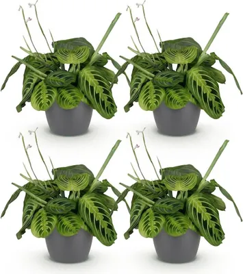 Imagen del producto de Maranta Fascinator Lemon Lime 4er set plantas de Mit grisem maceta Ø12cm altura
