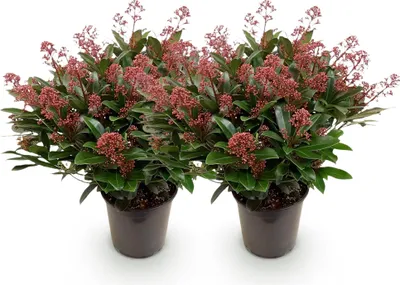 Produktbild von GreenboutiQ - Terrassenpflanze - Skimmia japonica Rubella - Blüte Rot - 40+ Blüten - 2 Pflanzen - Winterhart - Topf 19cm Höhe 60cm