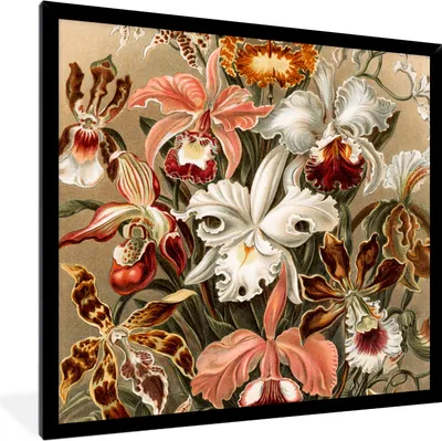 Produktbild von MuchoWow® MuchoWow® Gerahmtes Poster Orchidee - Ernst Haeckel 40x40 cm - Poster mit zchwarzem Bilderrahmen - Mit Rahmen - Wanddekoration Schlafzimmer