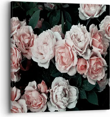 Produktbild von Bild auf Leinwand - Leinwandbild - Einteilig - Rosen Blumen Blätter - 40x40cm - Wand Bild - Wanddeko - Wandbilder - Leinwanddruck - Bilder - Wanddekoration - Leinwand bilder - Wandbild - AC40x40-4760