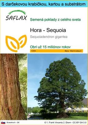 Obrázok produktu pre SAFLAX Darčeková sada - Hora - Sequoia - Sequoiadendron gigantea - 50 Semená - S darčekovou krabičkou, prepravným štítkom, darčekovou kartou a pestovateľským médiom