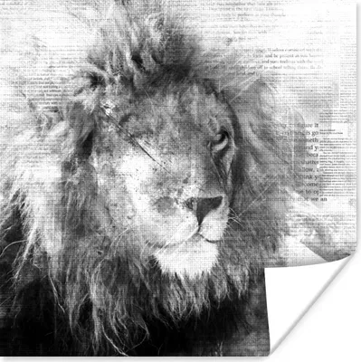 Produktbild von MuchoWow® Poster Löwe - Zeitung - Schwarz - Weiß 100x100 cm - Babyzimmer
