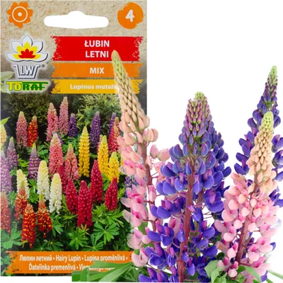 Produktbild von Sommerlupine 1G Samenmischung Farbe Lupinenblüten