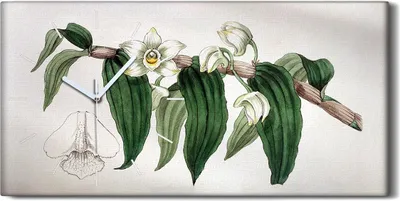 Produktbild von Leinwand Uhr Küche Wohnzimmer Bild 60x30 Zeichnung Blüten Zweig Orchidee - weiße Hände