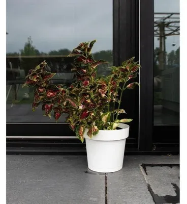 Immagine prodotto di Vaso autoinnaffiante Garden ID Bianco - Marca: Garden ID - EAN: 5410527160579