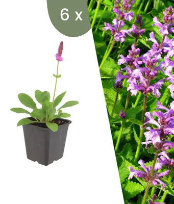 Produktbild von Plants by Frank | 6 Ziest 'Hummelo' Pflanzen | Stachys Monieri 'Hummelo' | Stauden | Winterhart | Mehrjährig | Gartenpflanzen