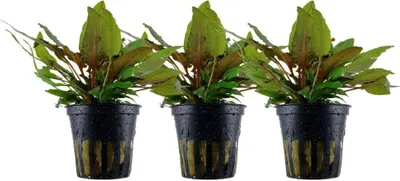 Produktbild von Aquarium Pflanze 3 Stück Cryptocoryne wendtii 'Tropica' AquaOne Nr.309E Set