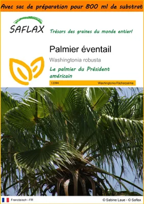 Image de SAFLAX Garden in the bag - Palmier éventail - 12 graines - Washingtonia