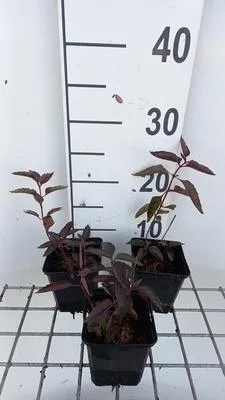 Zdjęcie produktu dla 6 x Heliopsis hel. 'Burning Hearts' - Heliopsis - Doniczka 9 x 9 cm