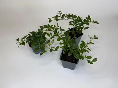 Produktbild von 200 Stück, Topf 9cm, Bodendecker kriechend Cotoneaster dammeri Radicans