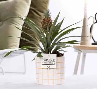 Obrázek produktu pro Ananas Rosita v keramickém kvetináci Ø12cm, výška 35cm - exotická pokojová
