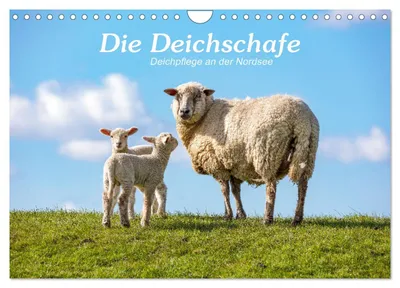 Produktbild von Die Deichschafe. Deichpflege an der Nordsee (Wandkalender 2027 DIN A4 quer), CALVENDO Monatskalender
