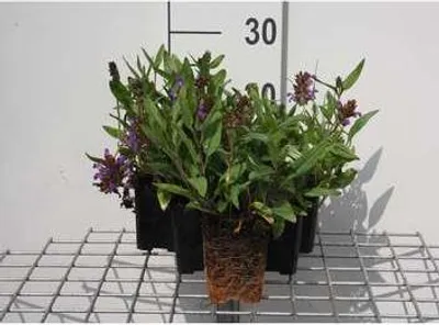 Obrázok produktu pre 6 x Prunella grandiflora - Hnedé allium - kvetináč 9 x 9 cm