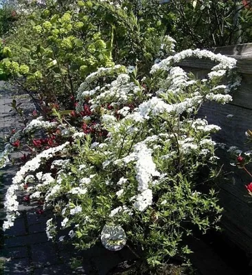 Produktbild von Weiße Rispenspiere Grefsheim - Spiraea cinera Grefsheim 60-100