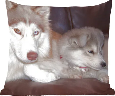 Produktbild von MuchoWow® Zierkissen Sofakissen Wohnzimmer Dekokissen 50x50 cm Großer Hund mit kleinem Welpen auf dem Sofa - Komfort - Sofakissen