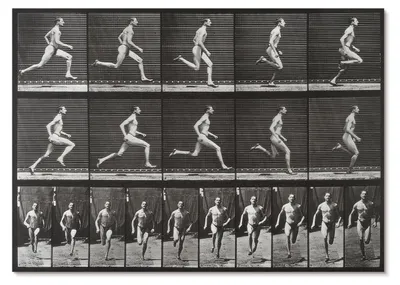 Produktbild von POSTER - 42x29 cm (A3) - Eadweard Muybridge - Tafel 60 aus „Tierische Fortbewegung“ (1887), fotografiert von Eadweard Muybridge -  Wandbild für Wohnzimmer Schlafzimmer & Flur, Modernes Poster Wanddeko, Ungerahmt