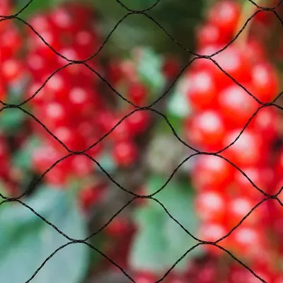 Obrázok produktu pre Sieť na ochranu vtákov, 10 x 10 m, veľkosť ôk 28 mm, polyetylén 12 g/m², čierna, s ochranou proti UV žiareniu