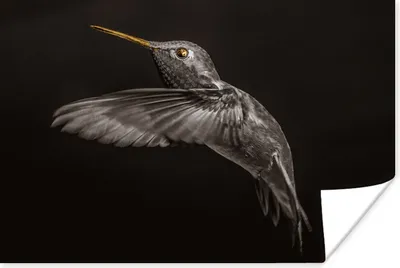 Produktbild von MuchoWow® Poster Vogel - Schwarz und Gold 180x120 cm - Fotoplakat