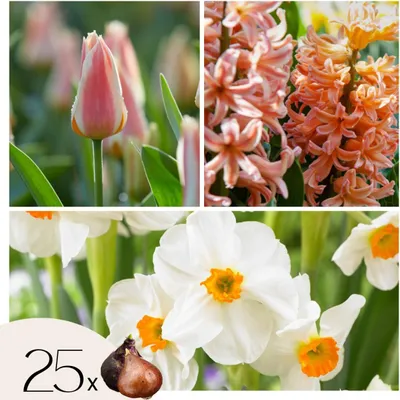 Image de Mélange de bulbes pour le jardin - Set de 25 - Narcissus, Tulipa, Hyacinthus