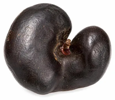 Produktbild von Affenohr Schote Dekoschote ca. 6–9 cm Enterolobium contortisiliquum Naturdeko