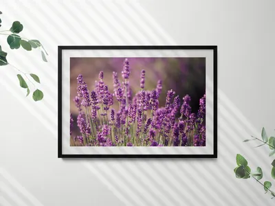 Produktbild von Lavendelblumenwiese– Wandbild mit Rahmen – Gerahmtes Bild  – Wanddekoration – 100x70 cm –  Schwarz Rahmen