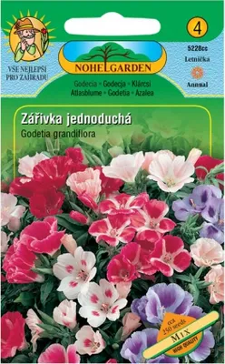 Obrázek produktu pro Zářivka velkokvětá jednoduchá, směs