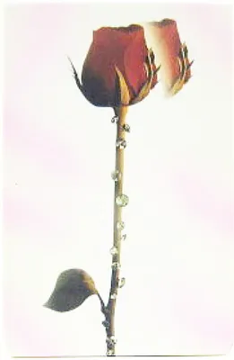 Produktbild von Zigaretten-Box - Motiv RED ROSE
